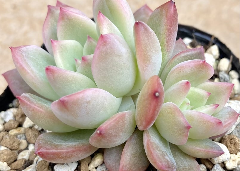 多肉植物 ブルーシャトー 抜き苗 エケベリア 【公式通販】