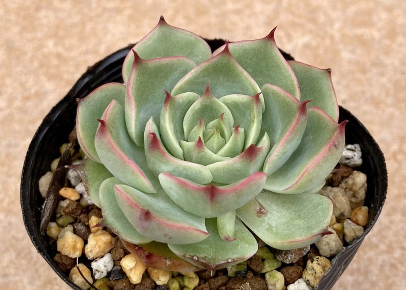 多肉植物 韓国苗 エケベリア チュプス 【公式通販】