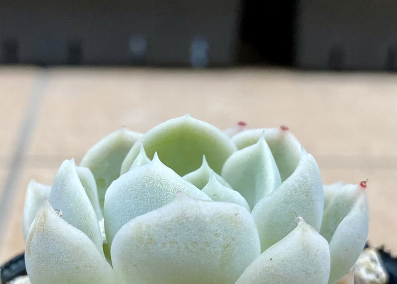 多肉植物 メキシカンスノーボール | yamykket's shop 多肉植物 メキシカンスノーボール | yamykket's shop