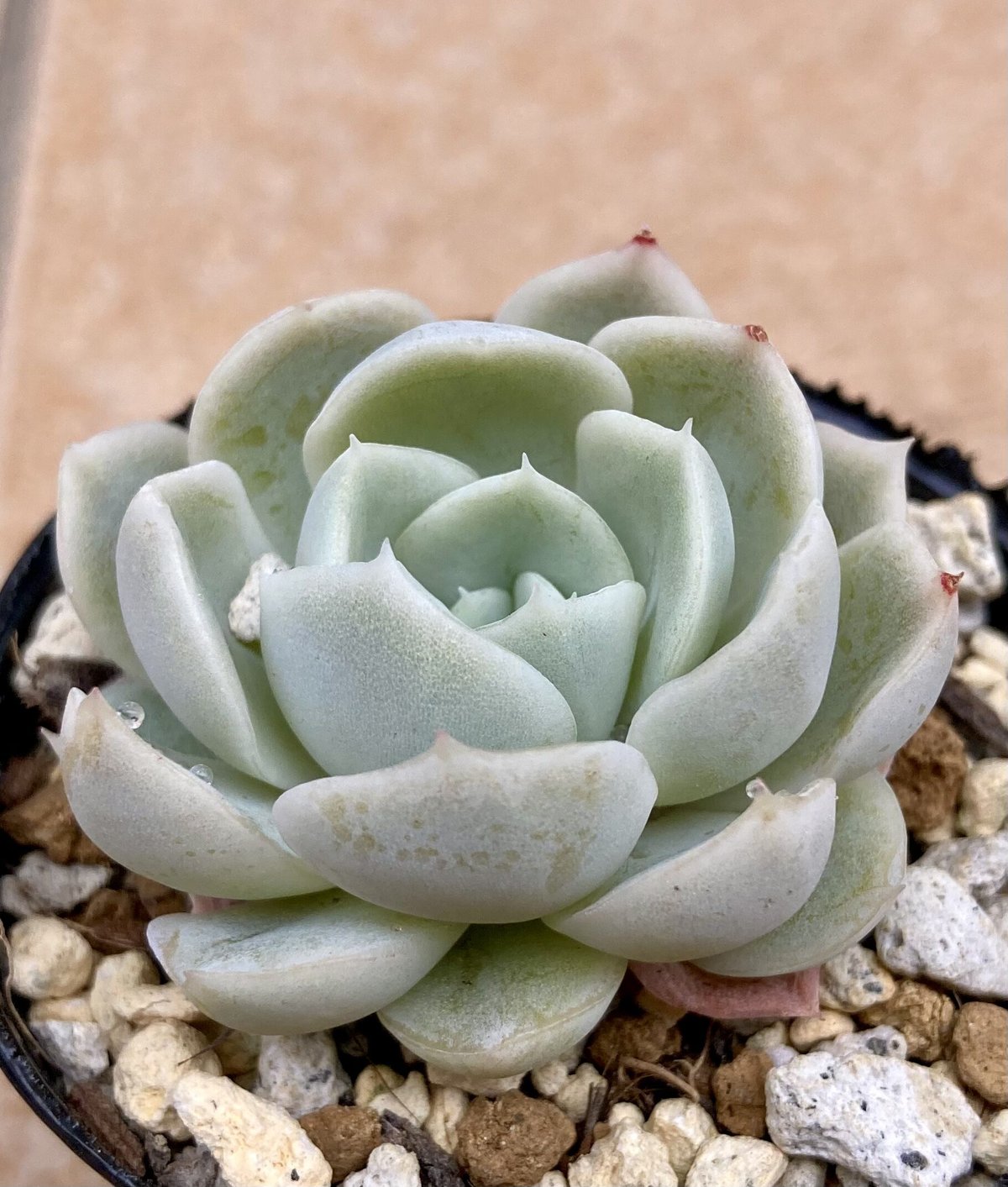 多肉植物 メキシカンスノーボール | yamykket's shop