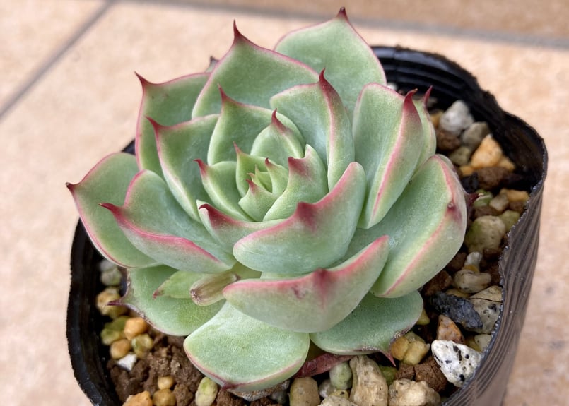 多肉植物 韓国苗 カカオチップス | yamykket's shop