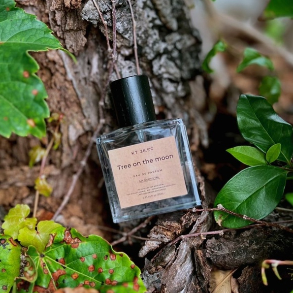 Tree on the moon | KT36.5℃