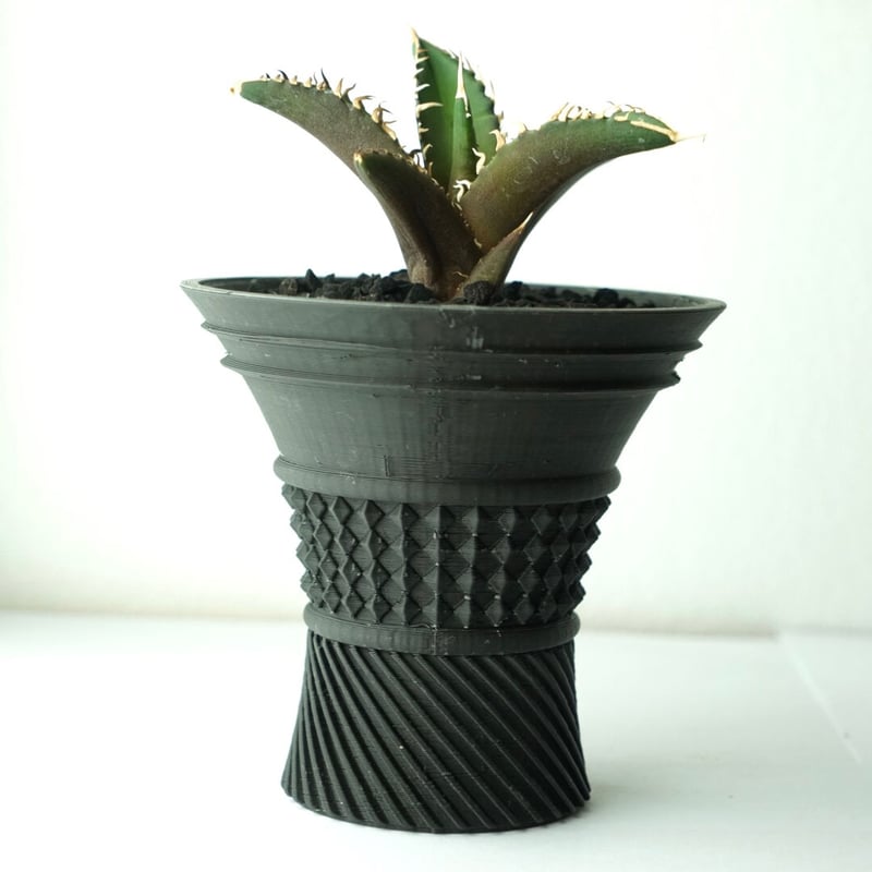 台湾産アガベチタノタ 超希少台湾最高峰ナーセリーベルリン産