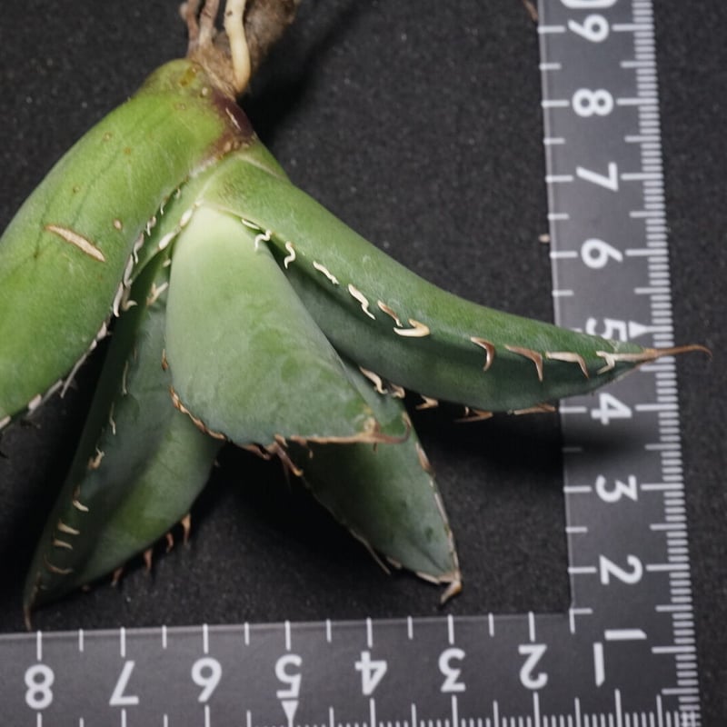 新入荷【台湾輸入株】アガベ チタノタブラックホエール “黒鯨” Agave