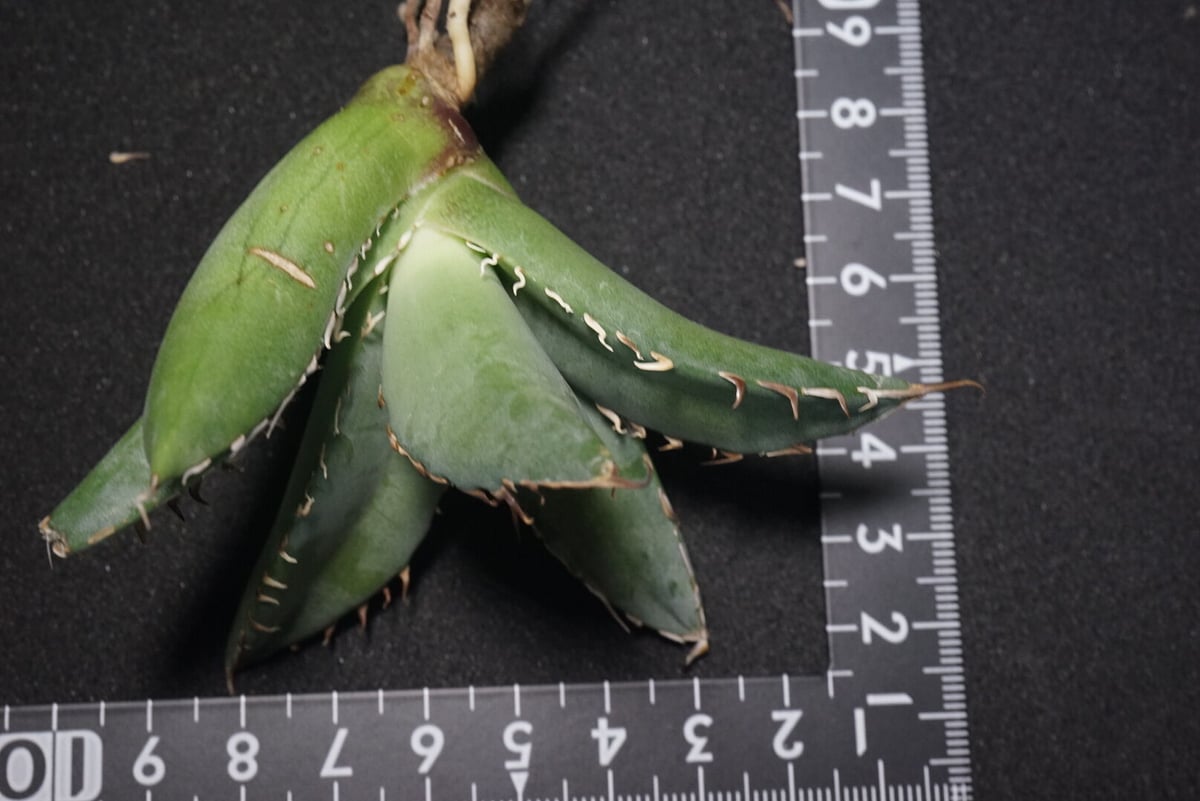 新入荷【台湾輸入株】アガベ チタノタブラックホエール “黒鯨” Agave