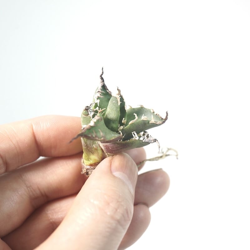 アガベ チタノタ シーザー 【台湾輸入】