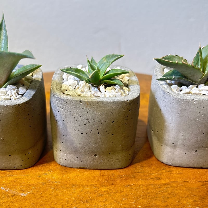 鉢付き】実生アガベ3点セット a | EGOOO PLANTS SHOP 