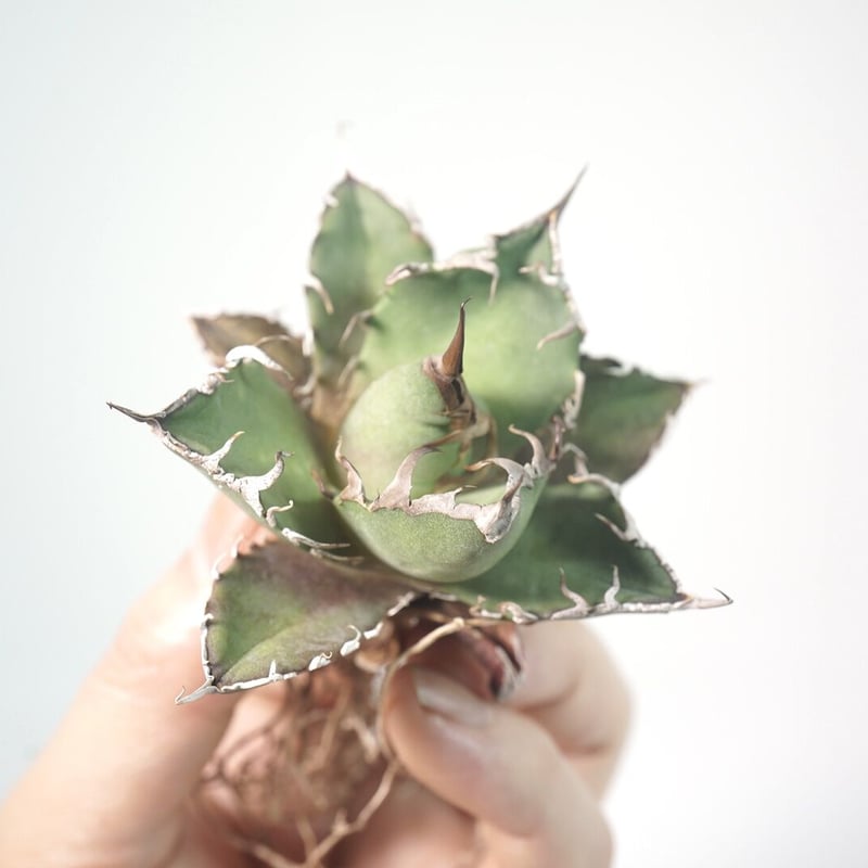 台湾厳選最高級株】アガベ チタノタ シーザー 凱撒 Agave