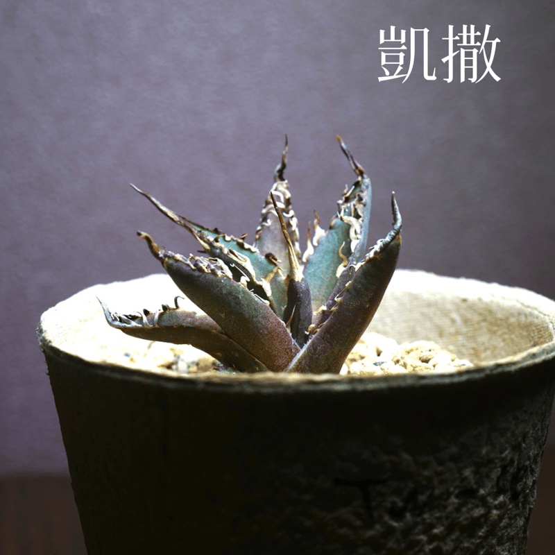 アガベチタノタ Caesar 台湾輸入株