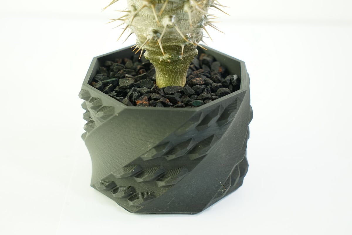 ❣️パキポディウム ラメリー 鉢付き❣️ 鉢付き】パキポディウム ラメリー Pachypodium Lamerei 134 | EGO