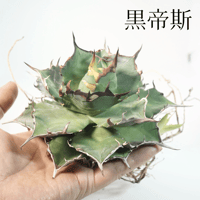 プレステラ90】 (20個セット) スリット鉢 プラ鉢 アガベ 塊根 多肉