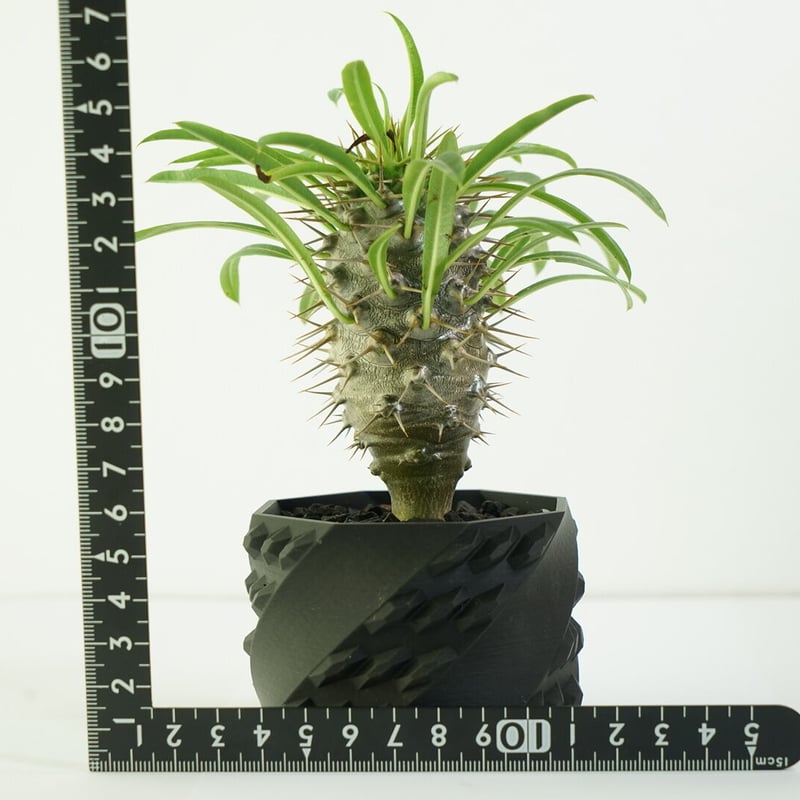 鉢付き】パキポディウム ラメリー Pachypodium Lamerei 134 | EGO