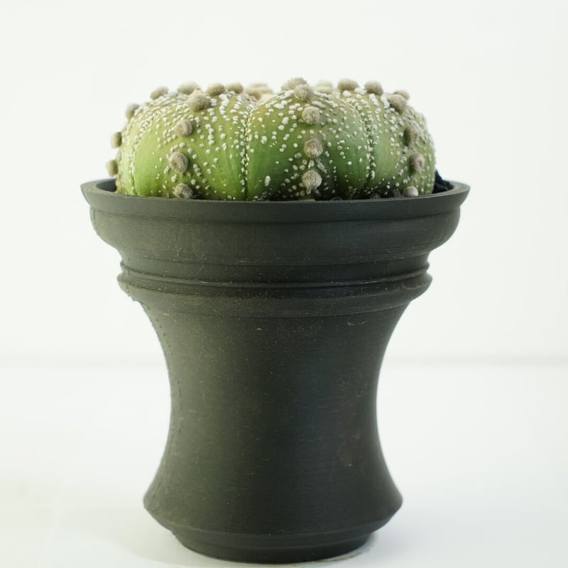 鉢付き】アストロフィツム 兜丸 扁平型 142 | EGOOO PLANTS SHOP