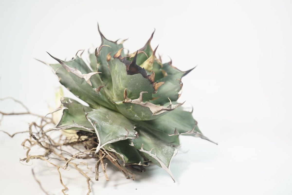【週末限定価格】agave titanota Hades 恐龍牙齒 台湾輸入株！