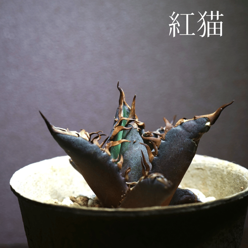 台湾輸入株】アガベチタノタ レッドキャットウィーズル 紅猫 強棘 発根