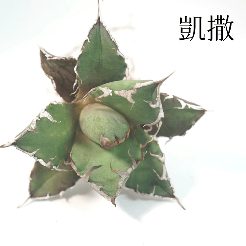 台湾厳選最高級株】アガベ チタノタ シーザー 凱撒 Agave Titanota Caesa...