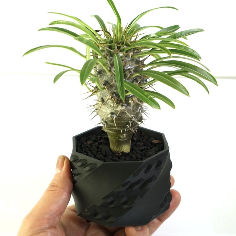 ❣️パキポディウム ラメリー 鉢付き❣️ 鉢付き】パキポディウム ラメリー Pachypodium Lamerei 134 | EGO