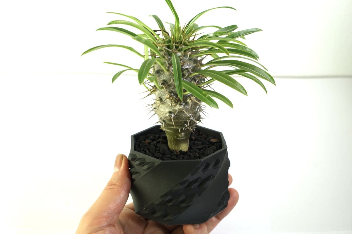 パキポディウム ラメリー実生株 002 Pachypodium lamerei | Sunny
