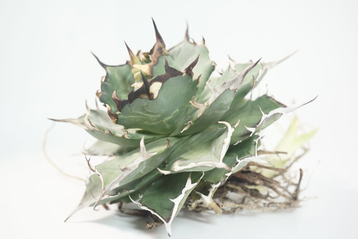 【週末限定価格】agave titanota Hades 恐龍牙齒 台湾輸入株！