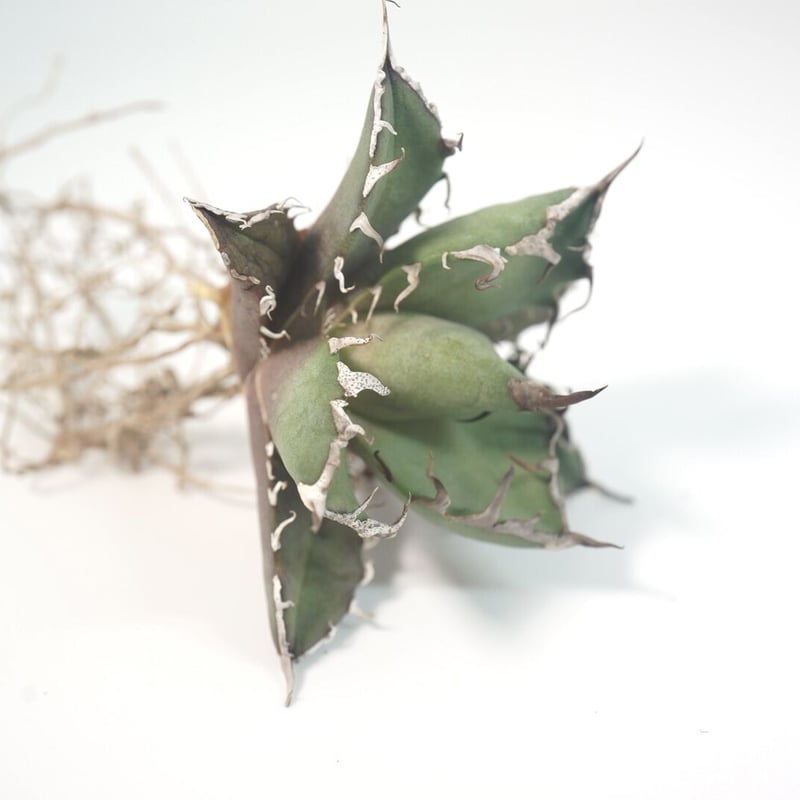 台湾厳選最高級株】アガベ チタノタ シーザー 凱撒 Agave Titanota 