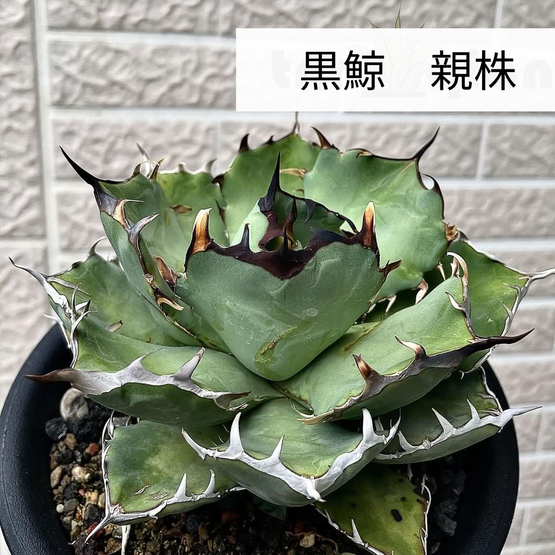 黒鯨 アガベ チタノタ agave titanota ② 台湾株 検／白鯨、シーザー 