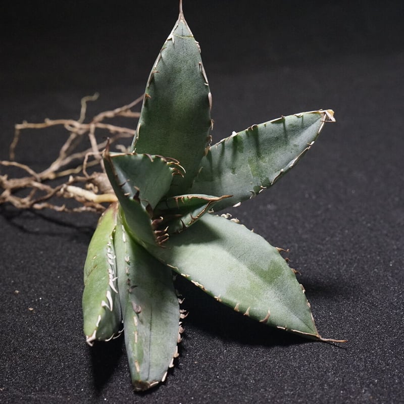 高級黒鯨 アガベチタノタ 台湾産 新入荷【台湾輸入株】アガベ チタノタブラックホエール “黒鯨” Agave