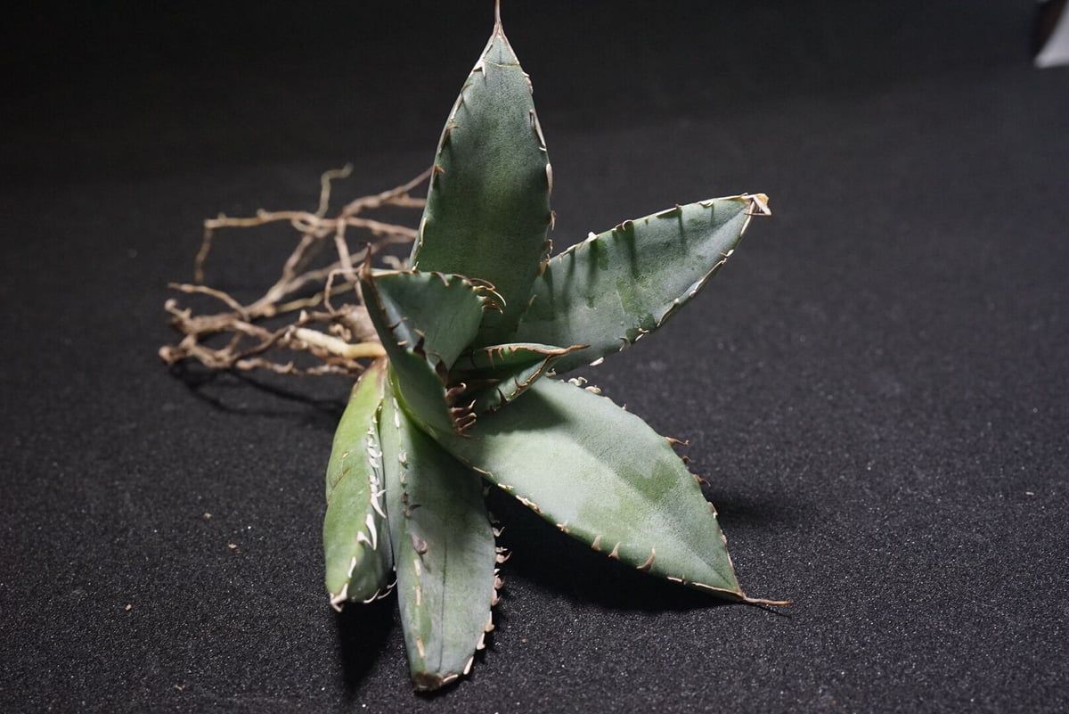 新入荷【台湾輸入株】アガベ チタノタブラックホエール “黒鯨” Agave