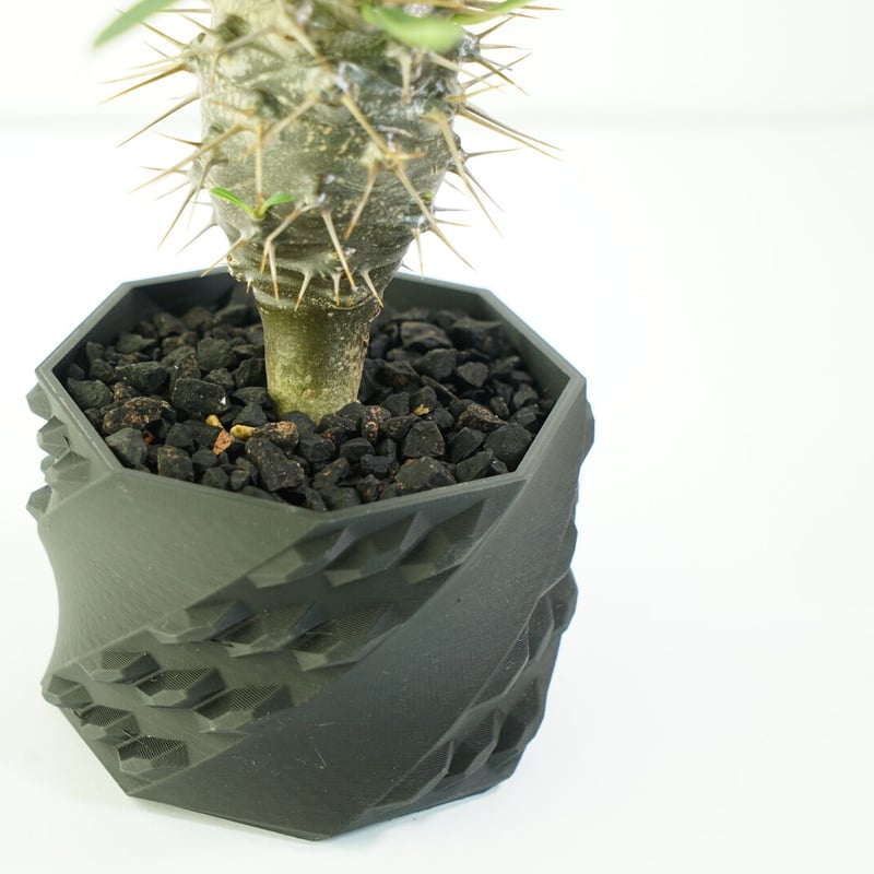 鉢付き】パキポディウム ラメリー Pachypodium Lamerei 136 | EGO