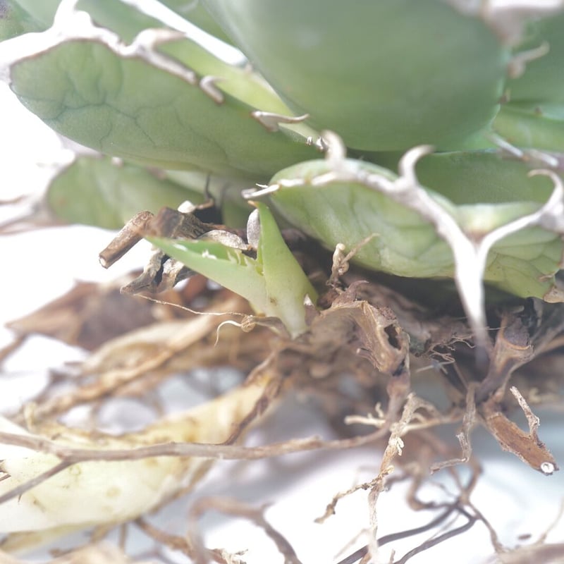 アガベ　ハデス　台湾産良血統 親株出品 アガベ ハデス親株 台湾厳選最高級株】【親株&子株付き】アガベ