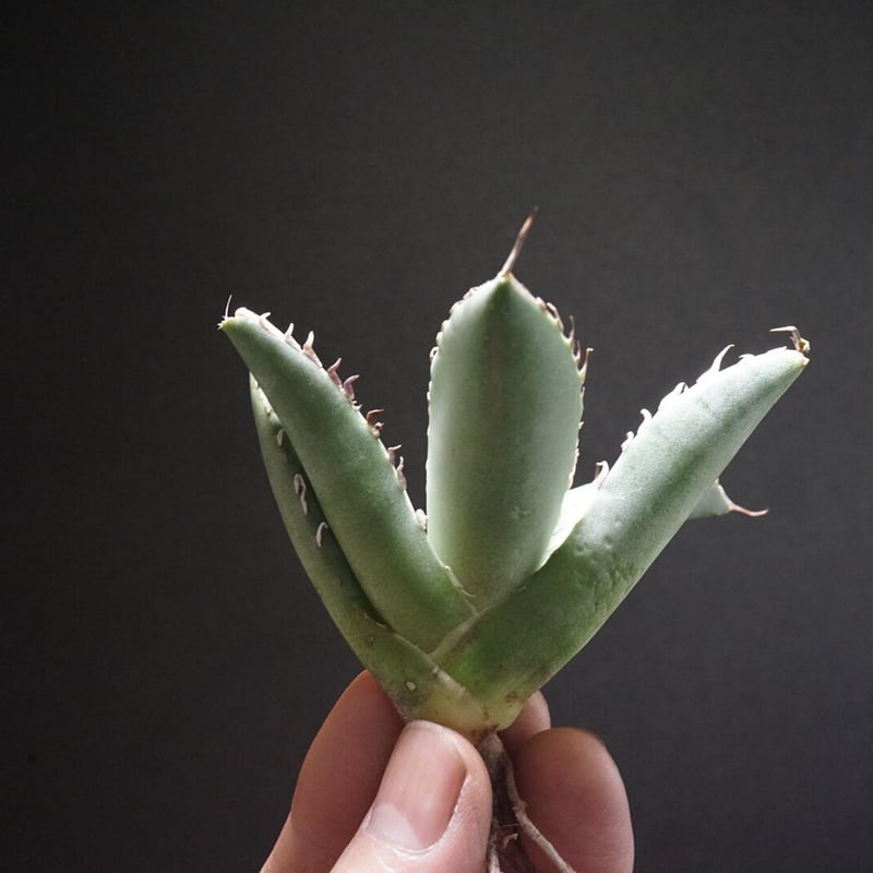 新入荷【台湾輸入株】アガベ チタノタブラックホエール “黒鯨” Agave