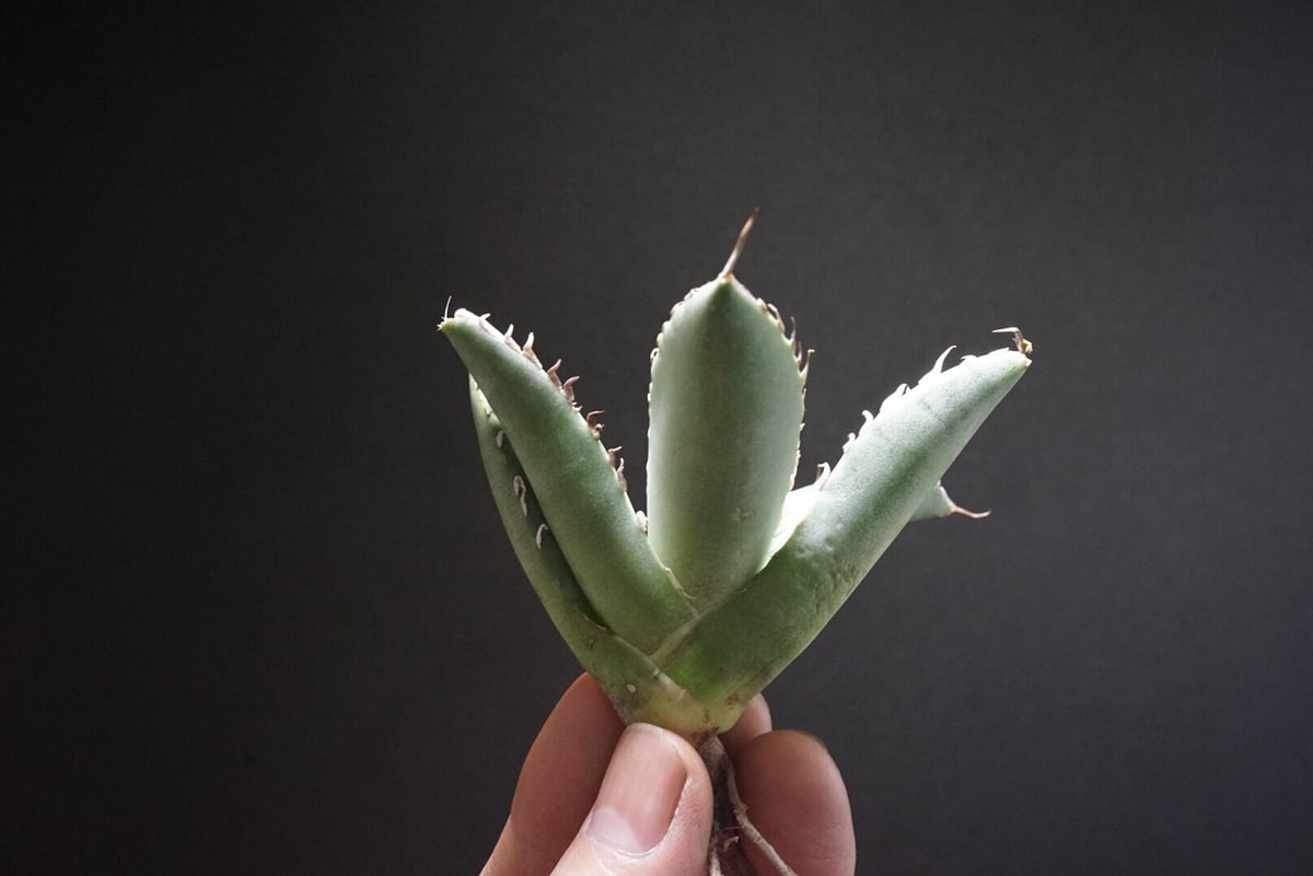 新入荷【台湾輸入株】アガベ チタノタブラックホエール “黒鯨” Agave
