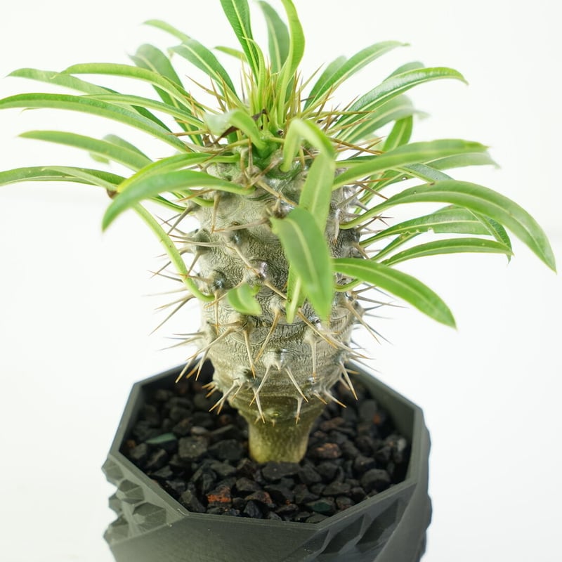 鉢付き】パキポディウム ラメリー Pachypodium Lamerei 134 | EGO