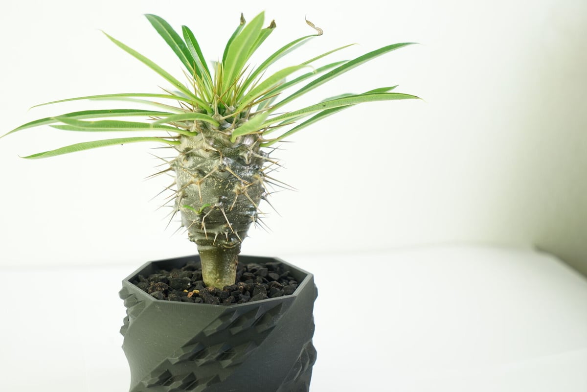 鉢付き】パキポディウム ラメリー Pachypodium Lamerei 136 | EGO