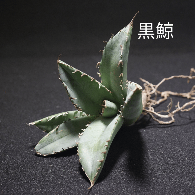 高級黒鯨 アガベチタノタ 台湾産 高級黒鯨 アガベチタノタ 台湾産 【公式通販】