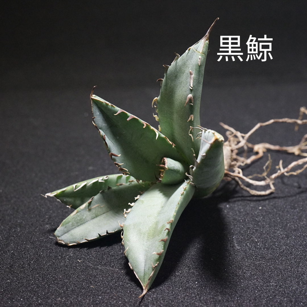 新入荷【台湾輸入株】アガベ チタノタブラックホエール “黒鯨” Agave
