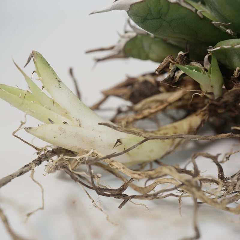 台湾厳選最高級株】【親株&子株付き】アガベ チタノタ ハデス 黒帝斯