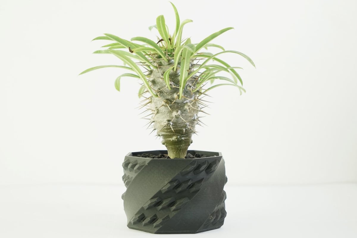 鉢付き】パキポディウム ラメリー Pachypodium Lamerei 134 | EGO
