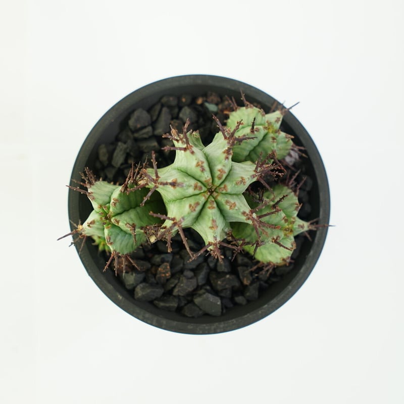 鉢付き】ユーフォルビア ホリダ 群生株 Euphorbia horrida 140 | EG 