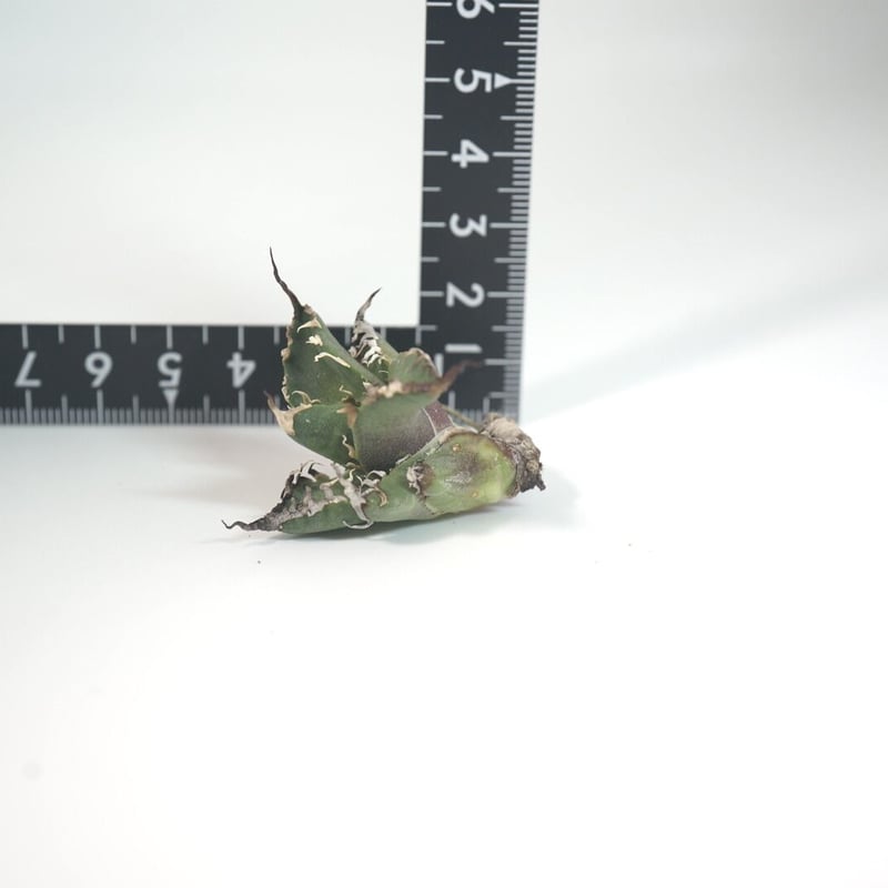 アガベ チタノタ シーザー 【台湾輸入】