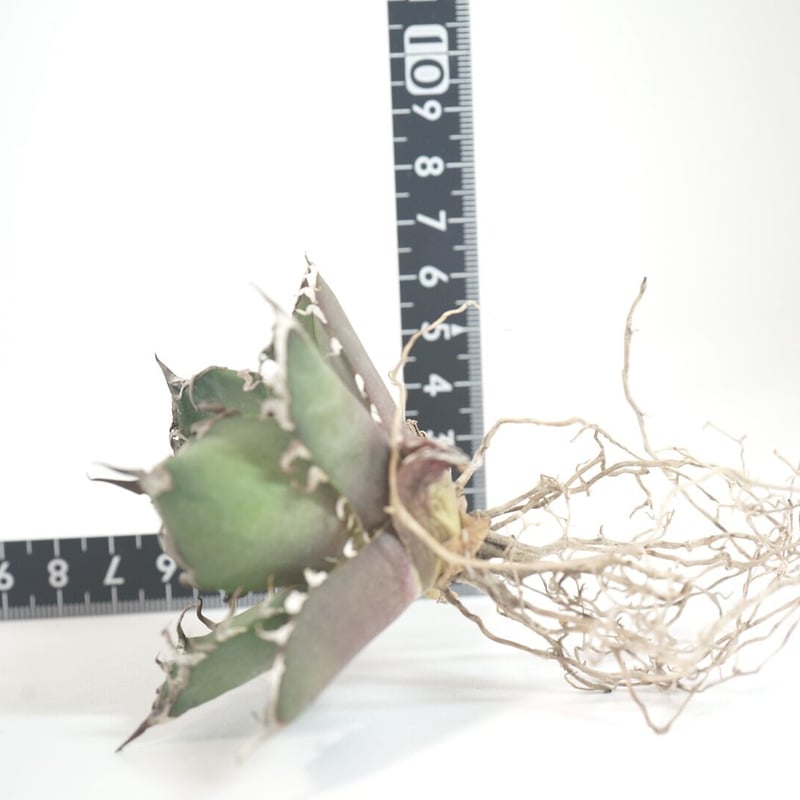 台湾厳選最高級株】アガベ チタノタ シーザー 凱撒 Agave