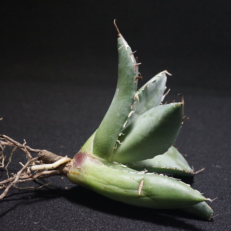 高級黒鯨 アガベチタノタ 台湾産 アガベ チタノタ 黒鯨 台湾lize産 子株1 - 観葉植物・生花・ドライ