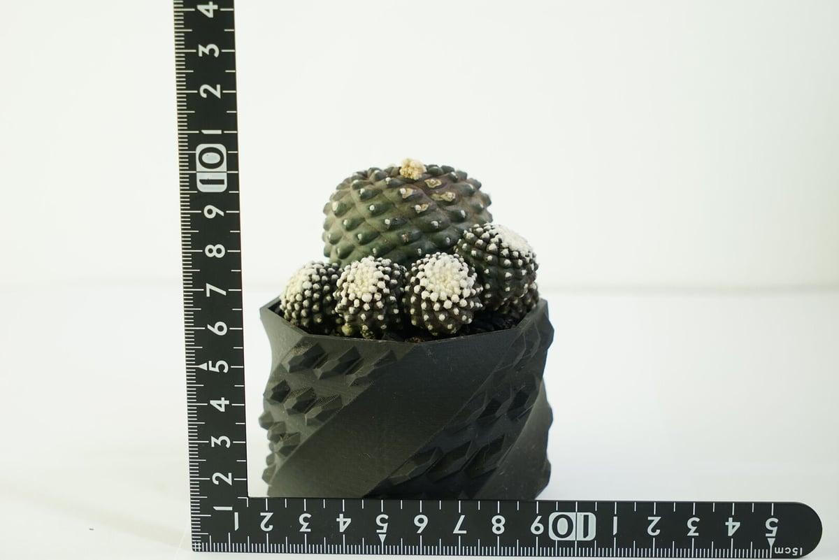 鉢付き】コピアポア テヌイシマ 群生株 Copiapoa Tenuissima 141 鉢付き】コピアポア テヌイシマ 群生株 Copiapoa Tenuissima 141