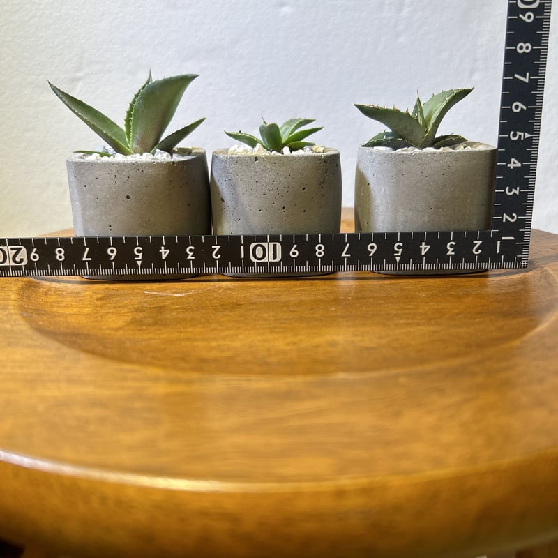 手作り 植木鉢 5点セット［週末限定セール］検索塊根植物アガベ