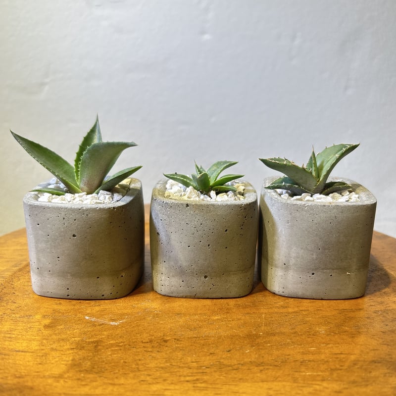 鉢付き】実生アガベ3点セット a | EGOOO PLANTS SHOP