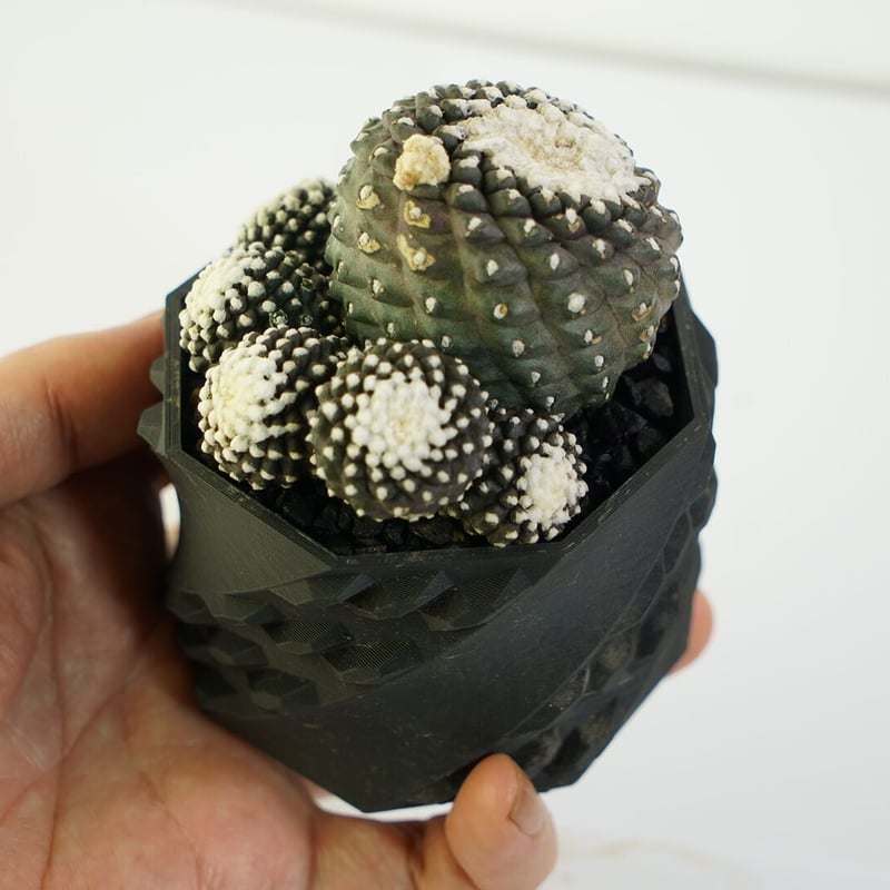 鉢付き】コピアポア テヌイシマ 群生株 Copiapoa Tenuissima 141 鉢付き】コピアポア テヌイシマ 群生株 Copiapoa Tenuissima 141