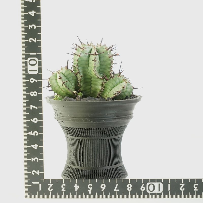 鉢付き】ユーフォルビア ホリダ 群生株 Euphorbia horrida 140 | EG