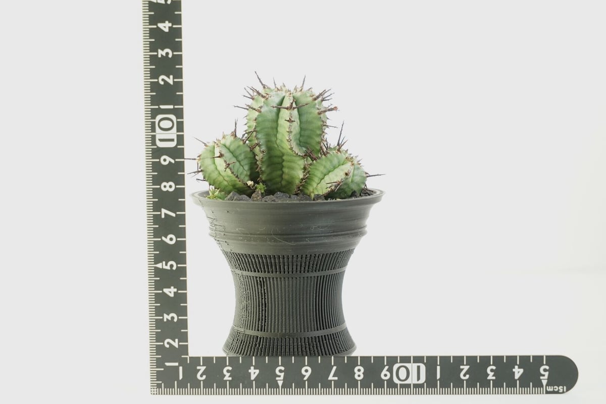 鉢付き】ユーフォルビア ホリダ 群生株 Euphorbia horrida 140 | EG