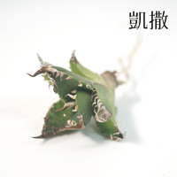 台湾輸入株】アガベ チタノタ シーザー 凱撒Agave Titanota Caesar強棘 