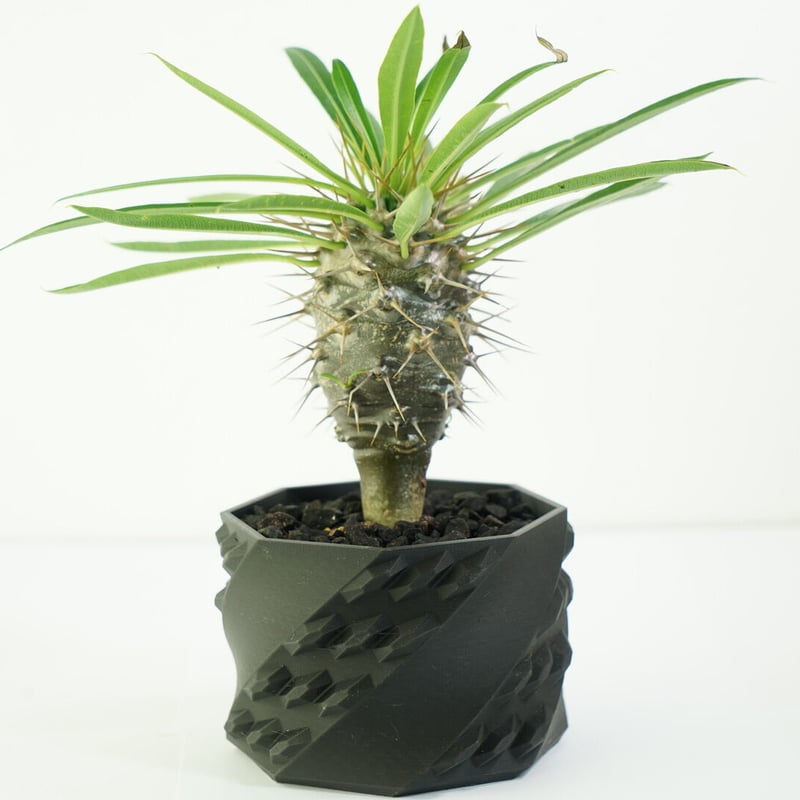鉢付き】パキポディウム ラメリー Pachypodium Lamerei 136 | EGO