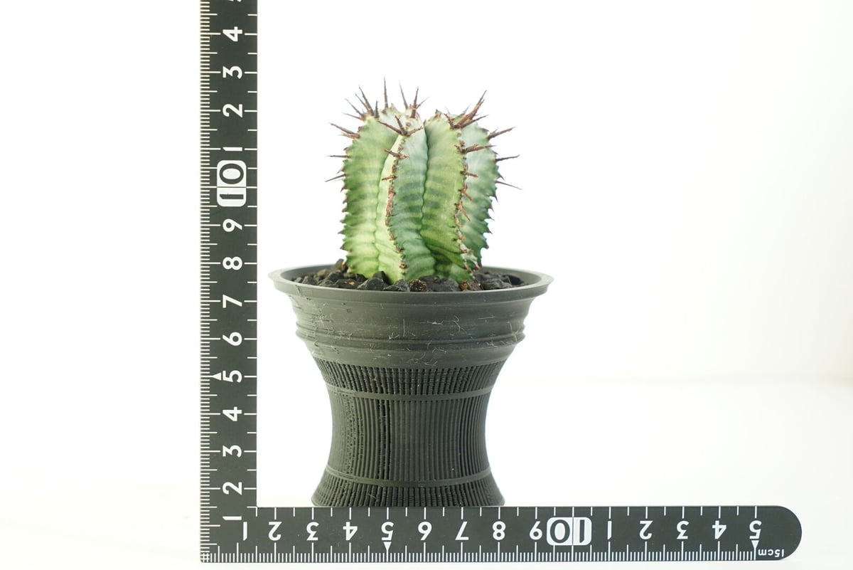 鉢付き】ユーフォルビア ホリダ Euphorbia horrida 141 | EGOOO